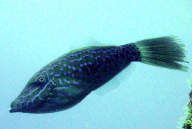 海洋物种 